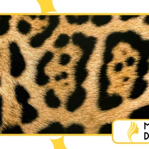 Animal print na moda Brasil: como usar oncinha, zebra e cobra