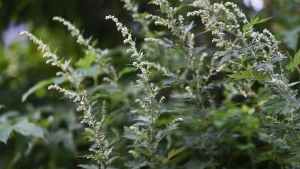 Mugwort para pele