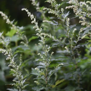 Mugwort para pele: por que o ativo ganhou espaço na K-beauty