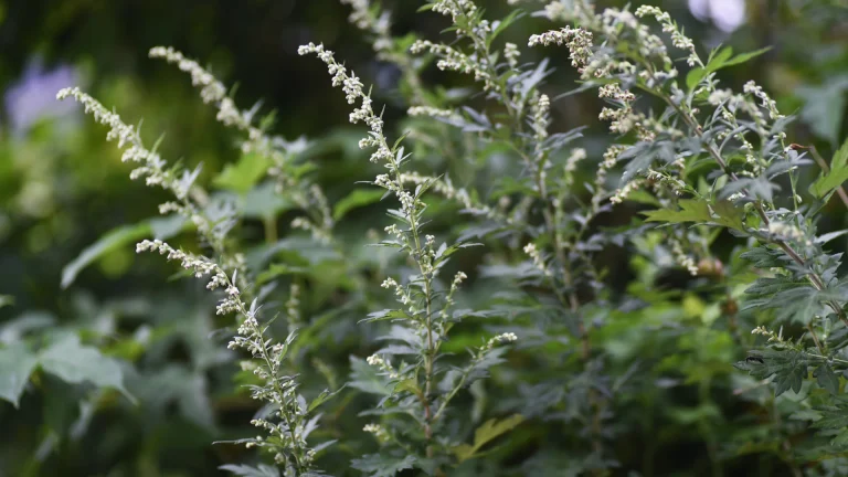 Mugwort para pele: por que o ativo ganhou espaço na K-beauty